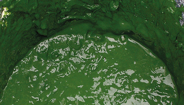 Algenkonzentrat nach der Aufbereitung mit dem Separator Durch die hohe Zentrifugalkraft von bis zu 12.000 g entwässert der Separator